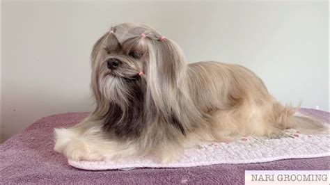 LHASA APSO LONG HAIR MAINTENANCE GROOMING - YouTube