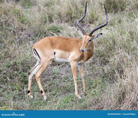 Sideview of Impala with Large Antlers Standing in Grass Stock Photo ...