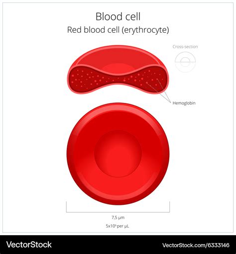 Red blood cell erythrocyte Royalty Free Vector Image