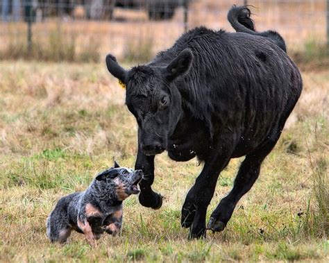 Australian Cattle Dog | Australian Dog Lover