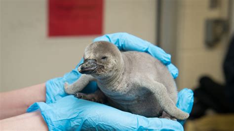 Columbus Zoo Baby Penguin Her Majesty Gertrude Sprinklebottom | PEOPLE.com