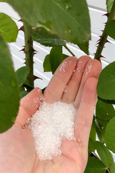 Epsom salt for plants 🌱 Good or bad for the garden?