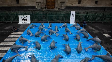 [Animals] This is the vaquita marina, the Mexican porpoise that fights ...