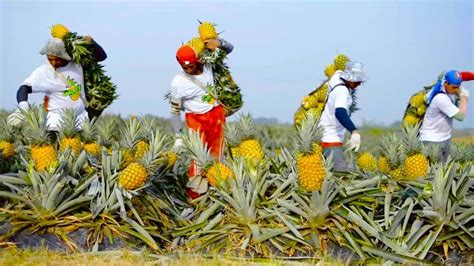 Amazing Pineapple Cultivation & Harvesting Process - Mobile Pineapple Fruit Juice Processing ...