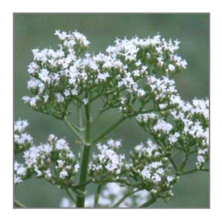 Valerian – Seeds – Australian Gardener