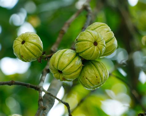 Garcinia Cambogia: Benefits, Daily Dosage, How To Use & Side Effects | NutriRise