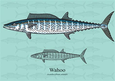 Wahoo Facts & Information Guide - American Oceans