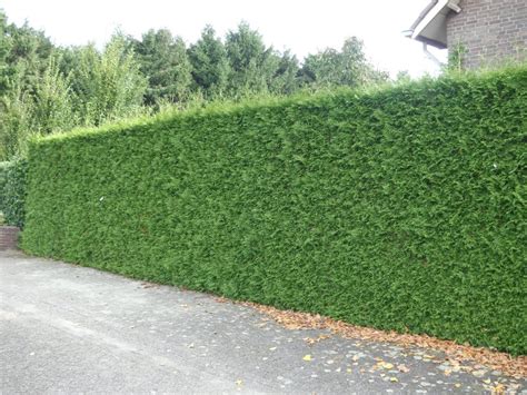 Fast Growing Hedges - Fast Growing Hedging Plants - Fast Tall Hedge