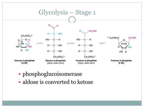 Glycolysis - Glucose oxidation