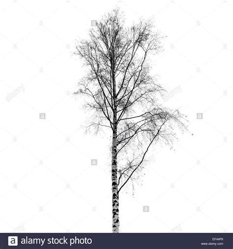 Leafless birch tree silhouette isolated on white background. Stylized ...