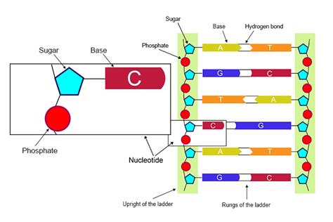 [DIAGRAM] Dna Diagram Sugar Phosphate - MYDIAGRAM.ONLINE