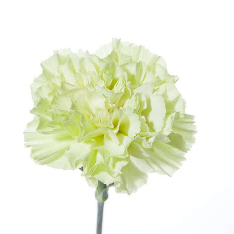 Light green Carnation | Green carnation, Carnations, Wholesale flowers