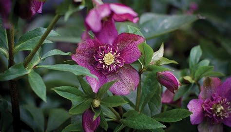 Hellebores in winter | Mitre 10™ | Most beautiful flowers, Winter magic ...