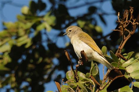 Birding and Bird Ringing in Zimbabwe: A week in the Chimanimanis