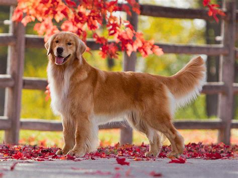 When Is A Golden Retriever Fully Grown