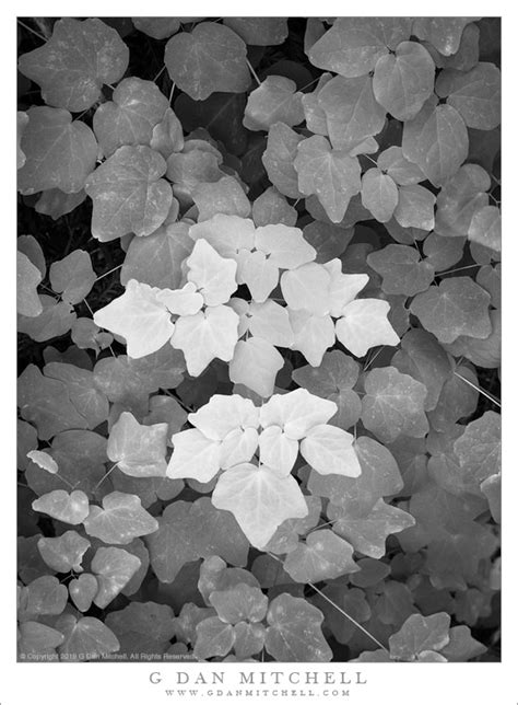 Redwood Forest Plants | G Dan Mitchell Photography