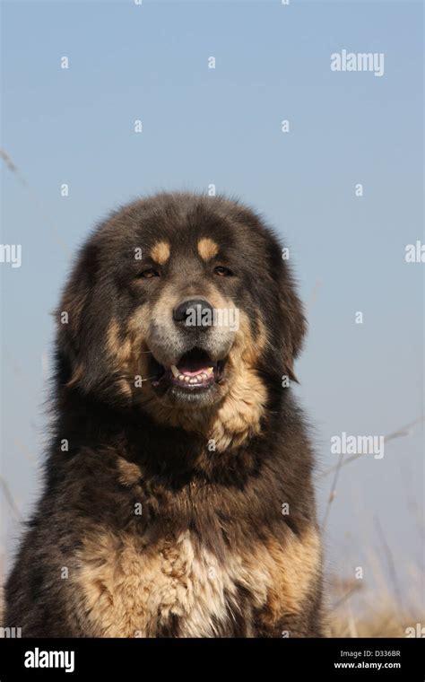 Dog Tibetan Mastiff / do-khyi / Tibetdogge adult portrait Stock Photo ...