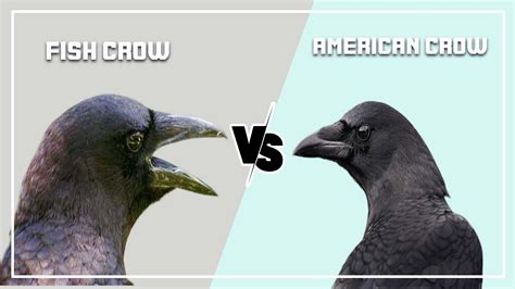 Fish Crow vs American Crow: What Are Differences?