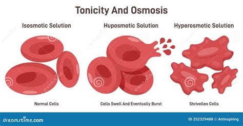 Tonicity And Osmosis. Cell Membrane And Aquaporin. Cartoon Vector | CartoonDealer.com #77103977