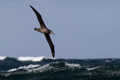 Species Spotlight: Black-footed Albatross - Greater Farallones Association