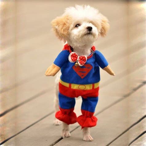 Super Dog Costume | Pet costumes, Dog halloween costumes, Dog costumes