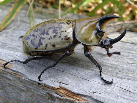 Eastern Hercules Beetle Photograph by Tina Camacho