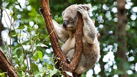 Australia, koala sleep in the tree, herbivorous animals, forest wallpaper | animals | Wallpaper ...