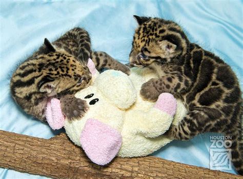 Clouded Leopard Cubs Show Mad Skills - ZooBorns