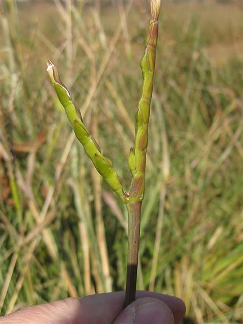 Eastern Gamagrass Seed, Tripsacum dactyloides Seed