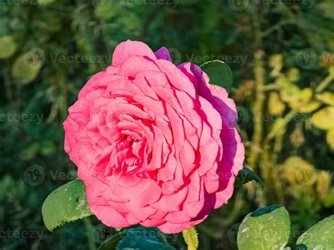 Big Purple rose close up. Hybrid tea rose with dark purple flowers ...