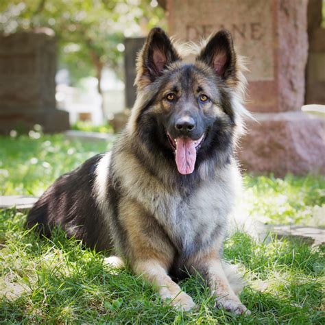 Are Shiloh Shepherds Good With Cats