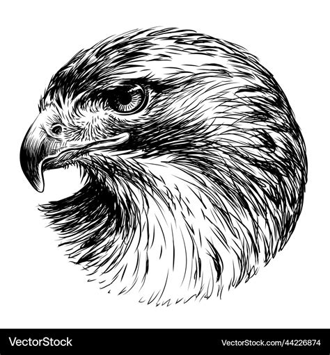 Red-tailed hawk graphic black-and-white portrait Vector Image