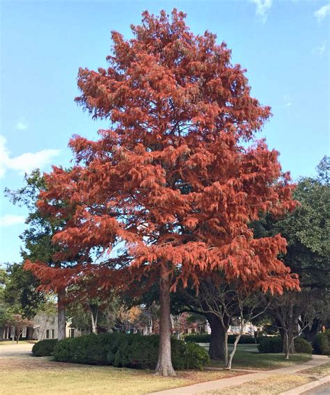 Colorful Leaves = Identifiable Trees - Casey Trees