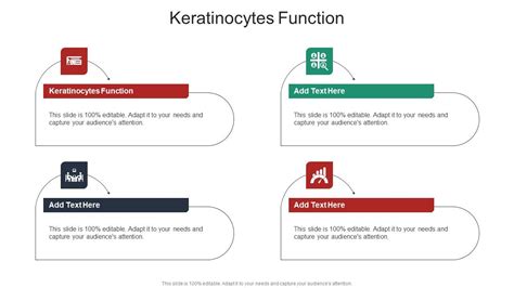 Keratinocytes Function In Powerpoint And Google Slides Cpb