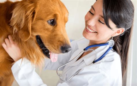 Top 6 Best Vet Schools | 2017 Ranking | Good & Top Veterinary Schools ...