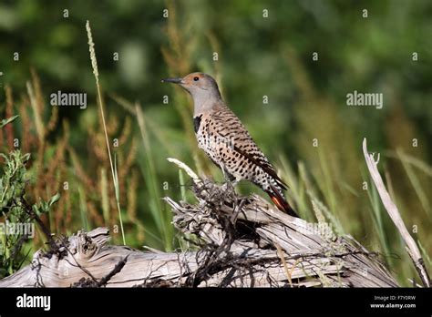 Red shafted flicker female Canada Stock Photo - Alamy