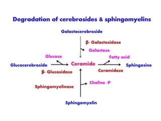 SYNTHESIS OF PHOSPHOLIPIDS | PPT