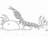 Centipede Coloring Page sketch template