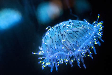 Off-Ramp® | Behind-the-scenes at the Aquarium of the Pacific's new sea jellies exhibit | 89.3 KPCC