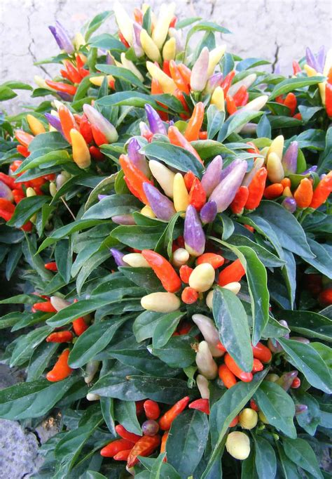 Ornamental Pepper NuMex Easter | All-America Selections