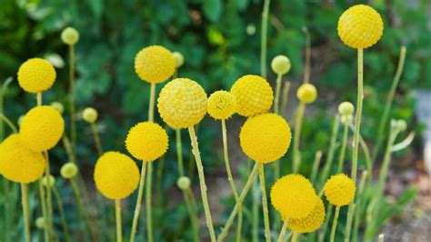 Billy Buttons Plant Care Guide – Craspedia Care | Lawn.com.au