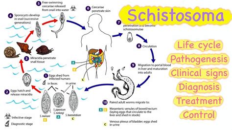 Schistosoma Life Cycle Pathogenesis Clinical Signs | My XXX Hot Girl