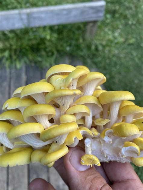 Golden oyster, right?! : r/mushroom_hunting