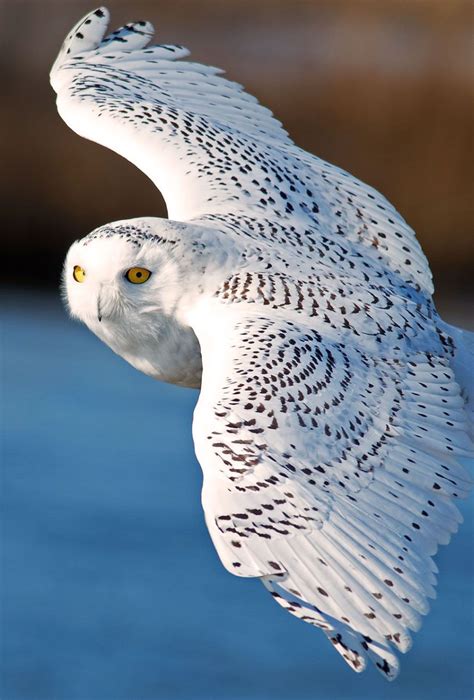 Parallax-Wallpapers.com | Owl bird, Owl pictures, Birds of prey