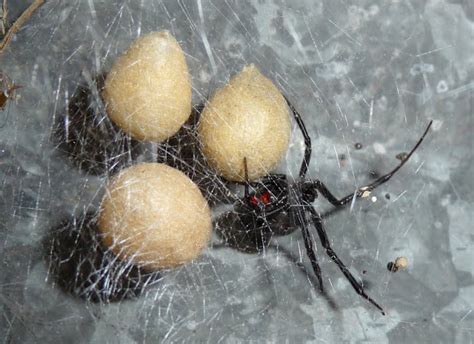 black widow spiders habitat : Biological Science Picture Directory – Pulpbits.net