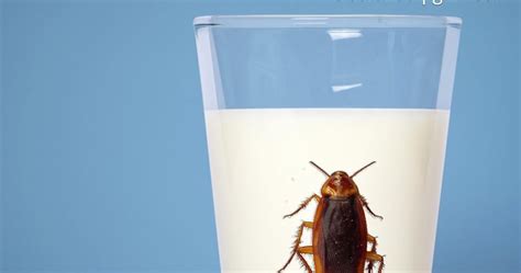 Nutrition with Nat: Cockroach Milk