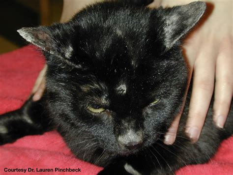 Worming Cats For Ringworm at Todd McAnally blog