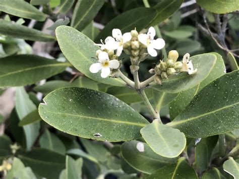 Black Mangrove (Avicennia germinans) · iNaturalist.ca