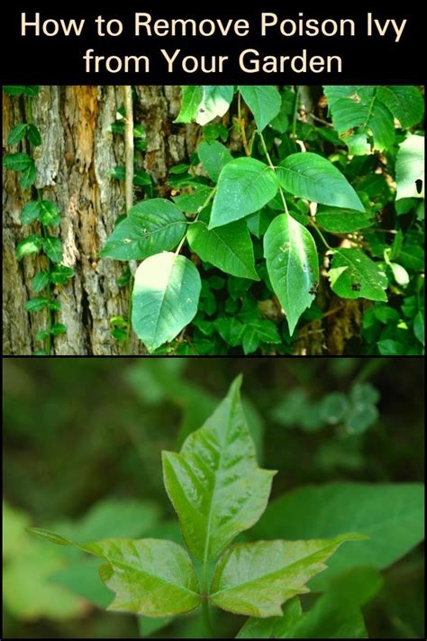 Learn How to Remove Poison Ivy from Your Own Garden Be safe away from ...