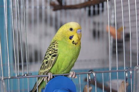 Parrot Budgerigar Little - Free photo on Pixabay - Pixabay